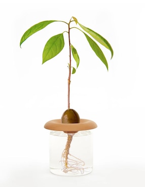 Germinador de Semillas Kikkerland 3 piezas