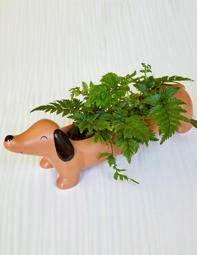 Maceta Kikkerland Perro de porcelana con sistema automático de riego